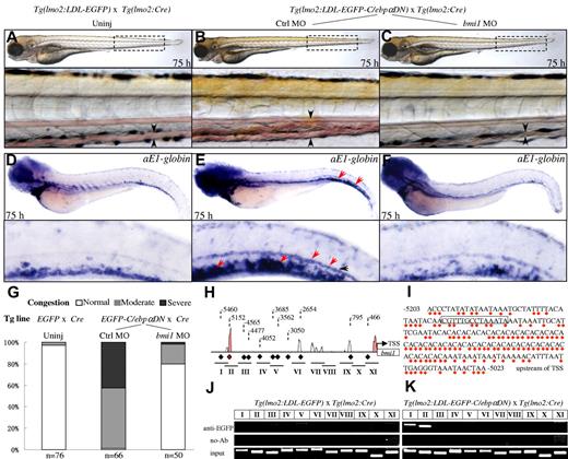 Figure 7. Bmi1 is a direct downstream target of C/ebpαDN. (A-C) External features of the LDL-EGFP+/−;Cre+/− transgenic embryos without injection (A, uninj), and the LDL- EGFP-C/ebpα+/−;Cre+/− transgenic embryos injected with either unrelated 5-mismatch (B) or bmi1-specifcic morpholino oligonucleotides (C). The circulation congestion is readily detected in the C/ebpαDN-expressing embryos injected with control morpholino (B, arrowheads) but largely rescued by bmi1 knockdown (C, arrowheads). Boxes with dashed lines indicate the regions amplified and shown at the bottom. (D-F) WISH analyses of αE1-globin in the indicated transgenic embryos at 80 hpf. The red arrowheads indicate that the increased number of erythrocytes with expression of αE1-globin transcripts can be corrected to normal level in the LDL-EGFP-C/ebpα+/−;Cre+/− embryos injected with the bmi1-specifcic morpholino oligonucleotide (F). (G) Statistics of circulation congestion in the transgenic embryos shown in panels A to C. Normal, Moderate, and Severe indicate the extent of circulation congestion at the CHT region. (H) Conservation of the zebrafish bmi1 promoter region 5.5 kb upstream of the TSS with murine Bmi1 promoter region by rVista software. Diamonds and corresponding dashed lines with Arabic numerals represent the positions of 11 predicted C/EBP binding motifs. Horizontal lines with Roman numerals I to XI indicate the locations of primers used in the E-ChIP analyses. (I) The nucleotide acid sequence of the zebrafish bmi1 promoter region between −5203 and −5023 bp, corresponding to the conserved region indicated by the red diamond in panel H. Red dots indicate the nucleotide acid identities compared with murine bmi1 promoter region between −11 780 and −11 612 bp upstream of TSS. The predicated C/EBP binding motif is indicated by a box. (J-K) E-ChIP analyses of chromatins extracted from the LDL-EGFP+/−;Cre+/− and LDL-EGFP-C/ebpα+/−;Cre+/− embryos at 22 hpf. PCR reactions were performed using the primers located to the indicated promoter region (I-XI) in panel H. The EGFP-tagged C/ebpα specifically interacts with the C/EBP binding motifs II and I. The results were repeated 3 times with separate clutches of embryos and batches of chromatin preparations.