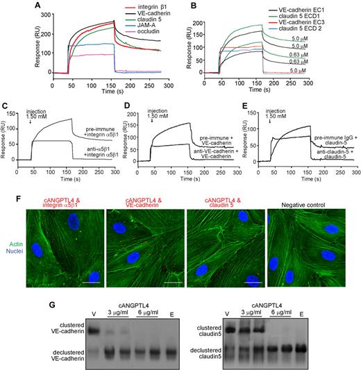 Figure 2. cANGPTL4 interacts with integrin α5β1, VE-cadherin, and claudin-5. (A-E) Representative sensorgrams showing binding profiles between immobilized cANGPTL4 and integrin α5β1, VE-cadherin, claudin-5, occludin, and JAM-A (A); EC1, ECD1, VE-cadherin EC3, and claudin-5 ECD2 (B); integrin α5β1 (C), VE-cadherin (D), and claudin-5 (E) preblocked with either preimmune IgG or indicated cognate antibodies. (F) In situ PLA of cANGPTL4 and indicated binding partners. PLA signals are in red (integrin 22.50 ± 5.01 vs VE-cadherin 16.43 ± 2.46 vs claudin-5 12.35 ± 3.44 PLA spots/cell for 250 cells, n = 3). Cells were counterstained with Alexa 488-phallodin for actin stress fibers (green) and Hoechst dye for nuclei (blue). Negative control was performed in the absence of anti-ANGPTL4. Scale bar represents 40 μm. (G) Immunodetection of VE-cadherin and claudin-5 from membrane extract of HMVECs treated with cANGPTL4 (3 or 6 μg/mL) for 3 hours. Vehicle (v) is PBS, and E indicates treatment with 2.5mM EDTA in PBS.