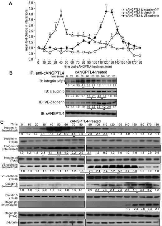 Figure 3. cANGPTL4 interacts with integrin α5β1, VE-cadherin, and claudin-5 in a bimodal manner. (A) In situ kinetic PLA detection of various complexes between cANGPTL4 and indicated binding partners in HMVECs treated with 6 μg/mL cANGPTL4. Values (means ± SD) represent mean fold change in the number of interactions compared with the zero time point, as determined from n = 3 independent experiments (600 HMVECs) using BlobFinder. Experiments were terminated when microscopic lesions were observed at 180 minutes after cANGPTL4 treatment. (B) Immunodetection of integrin α5β1, VE-cadherin, and claudin-5 in anti-cANGPTL4 immunoprecipitates from total protein lysates of HMVECs treated with 6 μg/mL rh-cANGPTL4. (C) Immunodetection of integrins β1, integrin α5, integrin β3, VE-cadherin, and claudin-5 from total protein lysate versus internalized fraction of HMVECs treated with cANGPTL4. Protein lysates were collected every 10 minutes (0-180 minutes). Values below each band represent the mean fold change in protein expression level compared with the cognate zero time point (n = 3). *P < .05; **P < .01.