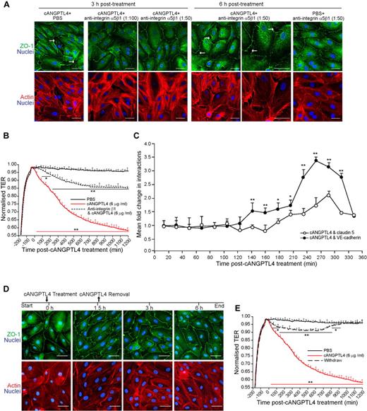 Figure 4. Inhibition of cANGPTL4:interacting partner complex formation delays endothelial disruption. (A,B,D,E) Immunofluorescence staining for ZO-1 (A,D) and TER measurement (B,E) in a confluent HMVEC monolayer. Cells were treated with either 6 μg/mL cANGPTL4 in the presence of increasing anti-integrin β1 concentrations (1:100 and 1:50; A-B) or 6 μg/mL cANGPTL4 followed by removal of exogenous cANGPTL4 at 90 minutes (D,E). Treatments were for 3 or 6 hours. HMVECs were counterstained with DAPI (blue) for nuclei and phalloidin (red) for actin stress fibers. Scale bar represents 40 μm. White arrows indicate endothelial junction lesions. Data (means ± SD) from 3 independent experiments. *P < .05; **P < .01. (C) In situ kinetic PLA detection of cANGPTL4: indicated binding partner complexes in cANGPTL4-treated HMVECs in the presence of anti-integrin β1. Values (means ± SD) represent mean fold change in the number of interactions compared with the zero time point, as determined from n = 3 independent experiments (∼ 600 HMVECs) using BlobFinder. Experiments were terminated when microscopic lesions were observed (360 minutes after cANGPTL4 treatment).