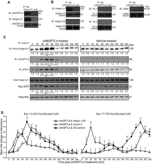 Figure 5. cANGPTL4-activated integrin β1 mediates vascular permeability via activated Rac/PAK signaling axis. (A-B) Immunodetection of indicated proteins in anti–Huts-21 (A) and anti-cANGPTL4 (B) immunoprecipitates from total protein lysates of rh-cANGPTL4–treated HMVECs (6 μg/mL). IgG immunoprecipitates serves as control. (C) Immunodetection of indicated proteins from anti–Huts-21 immunoprecipitates of HMVECs treated with either vehicle (PBS) or rh-cANGPTL4. Total integrin β1, Rac1, and PAK served as controls. Protein lysates were collected every 20 minutes (0-180 minutes). Values below each band represent the mean fold change in protein expression level from 3 independent experiments compared with the cognate zero time point. *P < .05; **P < .01. (D) In situ kinetic PLA detection of cANGPTL4: indicated binding partner complexes in cANGPTL4-treated HMVECs transfected with either constitutive-active Rac1 G12V or dominant-negative Rac1 T17N. Values (means ± SD) represent mean fold change in the number of interactions compared with the zero time point, as determined from n = 3 independent experiments (∼ 600 HMVECs) using BlobFinder. *P < .05; **P < .01.