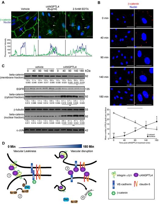 Figure 6. cANGPTL4:interacting partner complex formation triggers the nuclear translocation of β-catenin. (A) Immunofluorescence staining for β-catenin (green) in an HMVEC monolayer treated with either 6 μg/mL cANGPTL4 or 2.5mM EDTA (as positive control) for 3 hours. HMVECs were counterstained with DAPI (blue) for nuclei. Scale bar represents 40 μm. White arrows indicate endothelial junction lesions associated with reduced β-catenin staining. Representative fluorescence intensity plot of β-catenin and DAPI, indicated by the white dotted line across the nuclei, were quantified using ZEN 2009 software (Carl Zeiss). (B) In situ PLA for β-catenin and quantification of the number of PLA spots per nuclei of cANGPTL4-treated HMVECs at the indicated time points. (0 minutes, 1.2 ± 0.81; 40 minutes, 3 ± 1.23; 90 minutes, 7.9 ± 1.93; 140 minutes, 13.3 ± 2.44; 180 minutes, 17.5 ± 2.68) PLA signals (red) revealed translocation of β-catenin into nuclei at 140 minutes after treatment (∼ 250 HMVECs). Cells were counterstained with Hoechst dye for nuclei (blue). Scale bar represents 40 μm. *P < .05; **P < .01. (C) Immunodetection of β-catenin in membrane, cytosol, and nuclei fractions of HMVECs treated with either vehicle (PBS) or cANGPTL4. Protein lysates were collected at the indicated times. Values (means ± SD) below each band represent the mean fold change in protein expression level compared with the cognate zero time point (n = 3). *P < .05; **P < .01. (D) Schematic diagram of cANGPTL4-mediated disruption of endothelial junctions. (1) cANGPTL4:integrin α5β1 formation (30-50 minutes) coincides with (2) the activation of Rac-GTP and pPAK in ECs (40-60 minutes) and with vascular leakiness (3); the interaction between cANGPTL4 with VE-cadherin and claudin-5 (120-140 minutes) disrupts intercellular contact formation, and stimulates (4) nuclear translocation of β-catenin (180 minutes).
