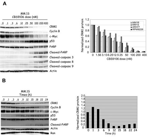 Figure 2. CBS9106 reduces CRM1. Immunoblot (left) of MM.1S cells and the relative expression level of CRM1 (right). (A) MM cells were treated with vehicle or CBS9106 (1-400nM) for 24 hours, and the whole-cell lysates were analyzed by immunoblotting for the presence of indicated proteins with corresponding antibodies. Expression levels of CRM1 protein in 4 MM cell lines were normalized relative to a loading control band of actin and are expressed as ratios relative to the corresponding control. (B) MM.1S cells were treated with CBS9106 (100nM) for 0-24 hours, and the whole-cell lysates were analyzed by immunoblotting (left). Expression levels of CRM1 protein were normalized with a loading control band of actin and are expressed as ratios relative to the corresponding control (right).