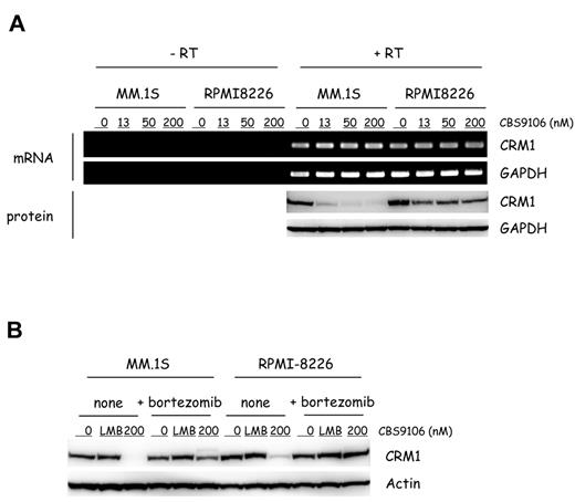 Figure 4. CBS9106-induced CRM1 protein reduction depends on ubiquitin/proteasome. (A) MM.1S and RPMI-8226 cells were treated with vehicle or CBS9106 (13, 50, or 200nM) for 5 hours, and the changes of CRM1 mRNA and protein were determined by RT-PCR and immunoblotting, respectively. (B) MM.1S and RPMI-8226 cells were treated with vehicle, LMB (2nM), and CBS9106 (200nM) in the presence or absence of bortezomib (10nM) for 8 hours, and the whole-cell lysates were analyzed by immunoblotting.