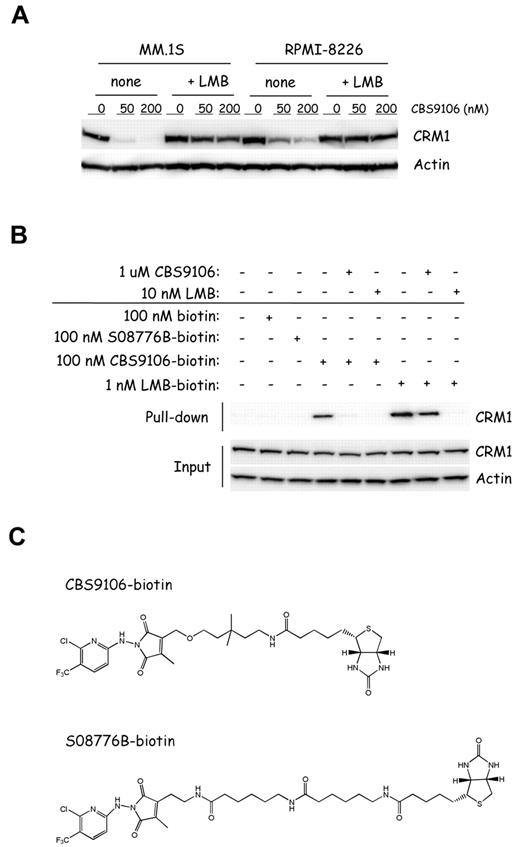 Figure 5. CBS9106 directly binds to CRM1 in a competitive manner with LMB. (A) MM.1S and RPMI-8226 cells were treated with vehicle or CBS9106 (50 or 200nM) in the presence or absence of LMB (2nM) for 8 hours. The whole-cell lysates were analyzed by immunoblotting for CRM1 and actin. (B) RPMI-8226 cells were treated with biotinylated compounds, including biotin (100nM), S08776B-biotin (100nM), CBS9106-biotin (100nM), or LMB-biotin (1nM) for 1 hour in the presence or absence of pretreatment with LMB (10nM) or CBS9106 (1μM) for 1 hour. The whole-cell lysates were subjected to pull-down analysis with the use of streptavidin beads. Captured proteins were analyzed by immunoblotting. (C) The structures of biotinylated compounds CBS9106 (top) and S08776B, an inactive analog of CBS9106 (bottom).