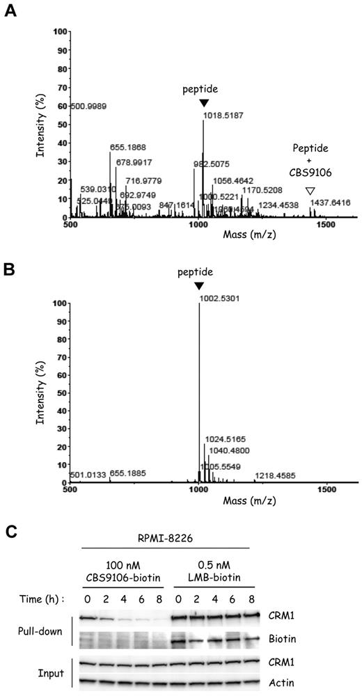 Figure 6. The covalent binding of CBS9106 to Cys528 of CRM1 is reversible. Synthetic peptides (CRM1 WT peptide) containing Cys528 of CRM1 (A) or the mutant peptides (CRM1 MT peptide) in which Cys528 was substituted with Ser (B) were treated with CBS9106 at 37°C for 24 hours and analyzed by MALDI-TOF MS. The black arrowheads correspond to the free peptide, and the white arrowhead corresponds to the adduct of the peptide with CBS9106. (C) RPMI-8226 cells were treated with biotinylated compounds CBS9106-biotin (100nM) or LMB-biotin (0.5nM) for 1 hour, changed to fresh medium, and incubated for the indicated period (0-8 hours). The whole-cell lysates were subjected to pull-down analysis with the use of streptavidin beads. Captured proteins were analyzed by immunoblotting.