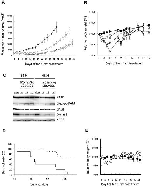 Figure 7. Efficacy of CBS9106 in human MM xenograft models. Subcutaneous tumor growth curves (A) and the body weight change (B) of subcutaneous xenograft model of RPMI-8226 (n = 8). Mice were treated orally with vehicle (Gum Arabic, ●) or CBS9106 (31.25 mg/kg, 5 times weekly, □; 62.5 mg/kg, 5 times weekly, ▵; or 125 mg/kg, 3 times weekly, ○) for 2 weeks. (C) Tumors from RPMI-8226 cell xenografts were harvested at 24 or 48 hours from the mice treated orally with vehicle (Gum Arabic, Gum) or CBS9106 (125 mg/kg, A-C). Protein extracts prepared from the tumors were analyzed by immunoblotting to detect indicated proteins. (D) Survival analysis of the MM.1S xenograft model mice (n = 10) with oral CBS9106 treatment (125 mg/kg, 3 times weekly, dotted line) for 2 weeks. (E) Body weight change for panel D. Error bars represent SE.