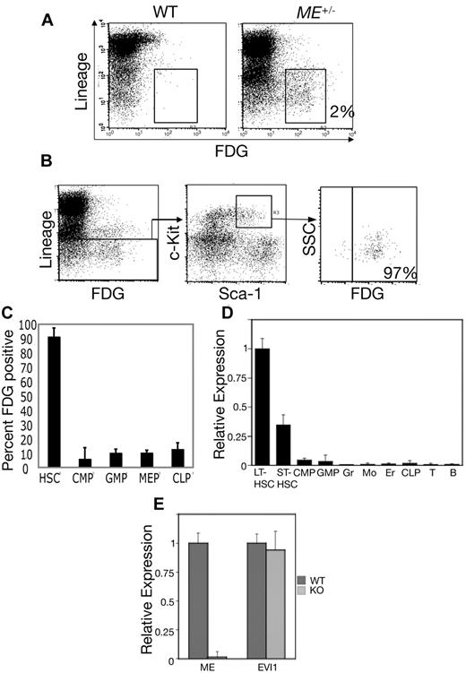 Figure 1. ME is preferentially expressed in HSCs. (A) Whole BM cells were loaded with FDG and then stained with a cocktail of Cy-chrome-labeled lineage markers (B220, CD3, CD11b, Ly6G, and Ter119). Shown is a 2-dimensional scatterplot of FL3 (y-axis; Cy-chrome fluorescence) compared with FL1 (FDG fluorescence). Enumeration of FL1 channel fluorescence in BM from WT mice reveals minimal staining (< 0.1%), whereas MEm1/+ BM shows that 2% of the cells are positive; the majority (> 90%) are Lin−. (B) Whole BM cells from MEm1/+ mice were loaded with FDG and stained with Cy-chrome–labeled lineage markers as above, as well as with PE-labeled Sca-1 (FL2) and APC-labeled c-Kit (FL4). Gating was performed first on Lin− cells, and then on c-Kit/Sca-1 double-positive cells. Within this population, 97% of the cells were FDG positive. These studies and those in panel A were repeated at least twice with identical results. (C) FDG staining reveals low-level ME expression in committed progenitors. Shown is the percentage of HSCs and committed progenitors that stained positive for β-galactosidase activity using the fluorogenic substrate FDG. HSCs were identified as LSKs, whereas committed progenitors were identified as described by Tothova et al.13 The error bars represent SD based on 3 independent flow cytometry readings of different mice. (D) Quantitative Taqman PCR analysis of RNA from subpopulations of mouse BM cells including LT-HSCs, ST-HSCs, CMPs, GMPs, granulocytes (Gr), monocytes (Mo), erythroids (Er), CLPs, and T and B lymphocytes. Cell purity, as assessed by analytical flow cytometry, was > 97%. Data were normalized first to β-actin, then to expression level in LT-HSCs and are shown ± SD. (E) Quantitative Taqman PCR in isolated LSK hematopoietic progenitor cells demonstrating specific ablation of the ME transcript in LSKs in MEm1/m1 mice (light gray) versus WT (dark gray) mice ± SD. Primers/probe sets detected the nonoverlapping exon 1 of ME and exon 1 of Evi1, respectively.