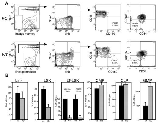 Figure 2. Immunophenotyping reveals that MEm1/m1 mice lack long-term repopulating cells. (A) Analytical flow cytometry for immunophenotypic long-term repopulating cells (either CD150+/CD48− or CD135−/CD34−) performed on MEm1/m1 (KO) and WT BM cells as indicated. A representative experiment is shown; essentially identical results were obtained in 2 independent experiments. (B) Yield of Lin− cells ± SD and LSKs ± SD (based on > 30 independent cohorts of mice). LT-LSKs, CMPs, CLPs, and GMPs are indicated; progenitor data are based on 3 independent experiments normalized to WT. Black bars indicate WT BM; gray bars, MEm1/m1 BM.