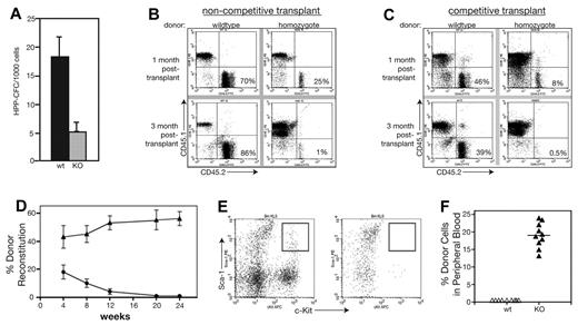 Figure 3. MEm1/m1 mice lack long-term hematopoietic repopulating activities. (A) HPP-CFC assay performed on WT and MEm1/m1 marrow cells. (B) Noncompetitive transplantation of whole BM cells from either WT or from MEm1/m1 mice (CD45.2 isotype) injected into syngeneic CD45.1 recipients. The 2-dimensional scatter plots analyze CD45.1 (recipient) compared with CD45.2 (donor), where the contribution of the donor BM is in the bottom right quadrant. Whereas WT marrow maintains a high percentage of contribution, the MEm1/m1 marrow is not able to persist. (C) Competitive transplantation of WT CD45.1 donor marrow cells together with CD45.2 marrow from either WT (left) or MEm1/m1 (right) donors, transplanted into lethally irradiated CD45.1 syngeneic recipient mice. Flow analysis of peripheral blood at 1 month and 3 months was performed, quantitating CD45.1+ and CD45.2+ cells. The cells of interest are in the bottom right quadrant: WT donors persisted over time, whereas MEm1/m1 cells were not maintained. (D) Summary of competitive transplantation data (n = 9 for each group, error bars indicate SD) on the percentage of donor reconstitution over time. (E) Flow cytometric analysis of BM from recipients at 20 weeks, analyzing for Sca-1 (FL2, y-axis) and c-Kit (FL3, x-axis). Boxed area in top right quadrant represents LSK progenitors, which were present in mice reconstituted with WT BM, but not in recipients reconstituted with homozygous BM. (F) CD45.1 donor engraftment into nonmyeloablated recipients 3 months after injection of 2 × 106 BM cells (n = 10 for each group, error bars indicate SD).