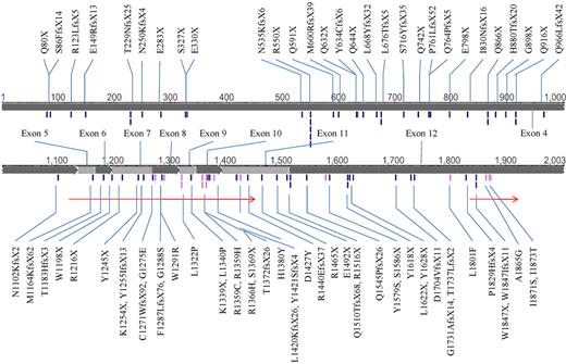 Figure 1. The mutations of TET2. The black ticks and gray ticks represent nonsense/frameshift and missense mutations, respectively. The 2 arrows indicate conserved regions (amino acids 1134-1444 and 1842-1921). Some mutations occurred in > 1 patient.