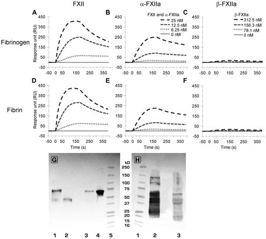 Figure 4. Binding of FXII(a) to fibrin(ogen) analyzed by surface plasmon resonance. (A-B) The binding to fibrinogen (from top to bottom, 25, 12.5, 6.25, and 0nM FXII (A) and α-FXIIa (B), respectively). (C) The (negligible) binding of β-FXIIa to fibrinogen (from top to bottom, 312.5, 156.3, 78.1, and 0nM, respectively). (Bottom panels) Binding of FXII (D), α-FXIIa (E), and β-FXIIa (F) to fibrin at identical concentrations as in panels A to C, respectively. For reasons of clarity, not all tested concentrations are shown in this figure. Supplemental Figures 3 and 4 show the responses for all tested concentrations, including the ka and kd fitting, which were used to determine the Kd values as presented in Table 2. The graphs represent the mean of 3 experiments. (G-H) Western blots after immunoprecipitation of FXII from normal pooled plasma. (G) The blot was stained for FXII with polyclonal antihuman FXII. (H) The blot was stained for fibrinogen with polyclonal antihuman fibrinogen. (G) Lane 1 (0.05 μg nonreduced FXIIa) and lane 2 (0.05 μg reduced FXIIa) are controls, lane 3 is reduced immunoprecipitate, lane 4 is nonreduced immunoprecipitate, and lane 5 is a molecular weight marker. (H) Lane 1 is a molecular weight marker, lane 2 (0.25 μg reduced fibrinogen) is control, and lane 3 is reduced immunoprecipitate. The blots show the presence of zymogen FXII (80 kDa; G) and the Aα-chain (66 kDa), Bβ-chain (52 kDa), and γ-chain (46 kDa) of fibrinogen (H).