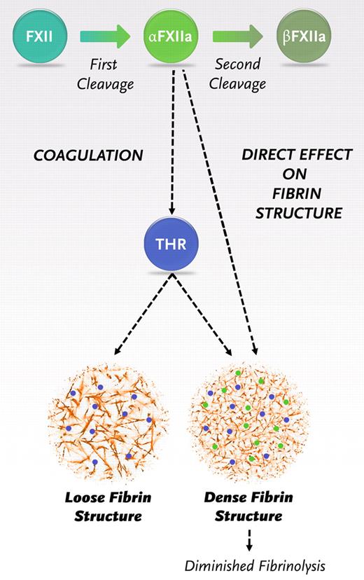 Figure 6. Schematic representation of the new insights in the role of FXIIa in fibrin clot formation. Activaton of FXII leads to the formation of 2 forms of activated FXII: α-FXIIa (2-chain molecule composed of a heavy chain and a light chain held together by a disulfide bond, the same molecular weight as FXII) and further proteolytic cleavage results in β-FXIIa (loss of the heavy chain). α-FXIIa can initiate thrombin formation via the intrinsic pathway of coagulation by activating FXI. FXII and α-FXIIa can both bind with the same affinity to fibrinogen and fibrin, and binding of α-FXIIa leads to a direct effect on fibrin structure.