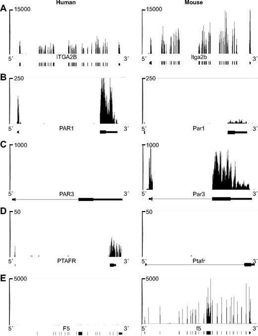 Figure 5. Representative images of sequencing reads across genes expressed in human or mouse platelets. (A-E) Pictures taken from Integrated Genome Browser of (A) ITGA2B, (B) PAR1, (C) PAR3, (D) PTAFR, and (E) F5 genes expressed in human (left panels) or mouse (right panels) platelets. The height of bars represents the relative accumulated number of 36-bp reads spanning a particular sequence. The number at the top of each plot is the maximum of the y-axis scale for each plot. Gene symbols and RefSeq gene annotations are shown on the bottom of each panel. Thick horizontal lines represent exons; and thin horizontal lines, introns.