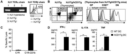 Figure 1. HJ1 T cells are autoreactive and restricted to CD1b. (A) Generation of HJ1Tg mice. The presence of rearranged Vα8.5-Jα14 TCRα chain was examined by PCR from genomic DNA of HJ1Tg+, HJ1Tg− littermates, and HJ1 T-cell hybridoma (left). Histograms depict FACS staining for Vβ2 of blood lymphocytes isolated from HJ1Tg+ (open histogram) and HJ1Tg− littermates (filled histogram; right). Results are representative of 4 individual experiments. (B) CD1b is required for the development of HJ1 thymocytes. Thymocytes were isolated from HJ1Tg/Rag−/− and HJ1Tg/hCD1Tg/Rag−/− mice, stained with mAb against CD4, CD8, and TCRβ, and analyzed by flow cytometry. Dot plots depict CD4 and CD8 staining; numbers indicate cell percentages in each quadrant (left). Histograms represent TCRβ expression (open histogram) on thymocytes isolated from HJ1Tg/hCD1Tg/Rag−/− mice in DP, CD8SP and DN gates (right). Isotype control staining is depicted as filled histograms. Results are representative of 3 independent experiments. (C) HJ1 T cells are restricted to CD1b. ConA-blasts generated from the splenocytes of HJ1Tg/hCD1Tg/Rag−/− mice were tested for the cytotoxic activity against C1R and CD1b-transfected C1R at an E/T ratio of 30:1. Results are representative of 2 experiments. (D) HJ1 T cells are autoreactive. HJ1 T cells were enriched from the liver leukocytes of HJ1Tg/hCD1Tg/Rag−/− mice and were cultured with WT or hCD1Tg BMDC. Cytokines in the supernatant were measured by Th1/Th2/Th17 CBA kit. Results are representative of 3 experiments.