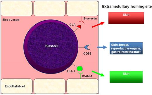 Figure 5. Leukemic cell surface markers implicated in EM homing. Blast cell CD56 (neural cell adhesion molecule) expression has been associated with both MS and LC. Homing of blast cells into the skin may be mediated through interactions between lymphocyte function-associated antigen-1 (LFA-1) and intercellular adhesion molecule-1 (ICAM-1) and/or cutaneous leukocyte antigen (CLA) and E-selectin.