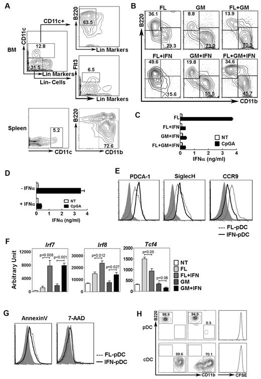 Figure 2. Effects of IFN-α on pDC development and function. (A) FACS purification strategy of DC progenitor cells (lin− CD11c− B220− Flt3+ cells) and pDCs (CD11c+ CD11b− B220+ cells) from BM, as well as cDCs (CD11c+ CD11b+ B220− cells) from spleen. (B) Proportion of pDCs (top left quadrant) and cDCs (bottom right quadrant) after 4 days of culture of DC progenitors in Flt3L (FL, 50 ng/mL), GM-CSF (GM, 25 ng/mL), IFN-α (IFN, 300 U/mL), or the indicated combinations. Results were gated on the CD11c+ population (not shown); B220 and CD11b analysis is shown. Data represent 3 independent experiments. (C) pDCs were generated from total BM cells cultured in Flt3L, Flt3L + IFN-α, GM-CSF + IFN-α, or Flt3L + GM-CSF + IFN-α as indicated in panel B for 4 days. pDCs were then purified by FACS and stimulated with or without 5 μM CpGA overnight, as indicated. Culture supernatants were assayed by ELISA. Error bars represent SEM of values obtained from triplicate wells. (D) pDCs were purified from total BM and treated with or without IFN-α for 24 hours in the presence of Flt3L. pDCs were then stimulated with CpGA and analyzed for IFN-α secretion as indicated in panel C. (E) Representative surface staining of pDCs purified from Flt3L alone (dashed line) or Flt3L + IFN-α cultures (solid line) with antibodies to PDCA-1, Siglec-H, or CCR9. Shaded area represents isotype control staining. Data represent 3 independent experiments. (F) Gene expression in DC progenitors stimulated with Flt3L, Flt3L + IFN-α, GM-CSF, or GM-CSF + IFN-α for 4 days, as indicated, or immediately after purification (NT). Data are the mean ± SEM of 3-5 independent experiments. (G) Annexin V and 7-amino-actinomycin D (7-AAD) staining of DC progenitors cultured 4 days with Flt3L (dashed line) or Flt3L + IFN-α (solid line). Shaded area represents isotype control staining. Data represent 3 independent experiments. (H) Phenotype of FACS-purified BM pDCs and splenic cDCs. After purification, pDCs and cDCs were cultured 4 days in the presence of Flt3L + IFN-α and analyzed by flow cytometry (middle panels) or analyzed immediately (left panels); pDC and cDC frequencies within the CD11c+ population are shown. (Right panels) Purified DCs were stained with CFSE, cultured 4 days in Flt3L + IFN-α, and analyzed by flow cytometry.