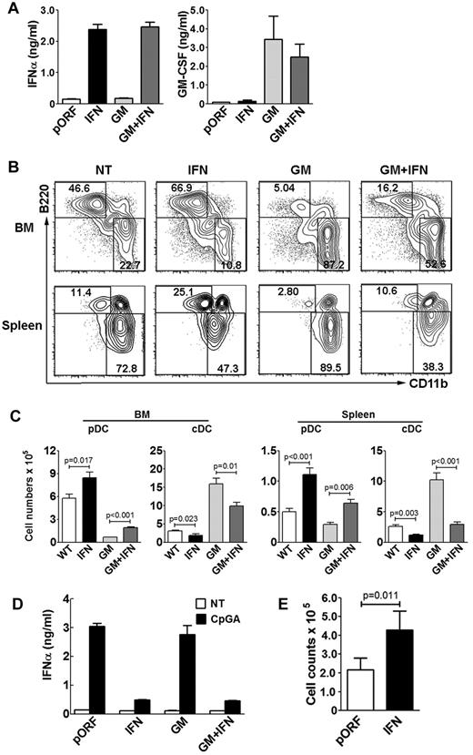 Figure 3. Effects of IFN-α on pDCs in vivo. C57BL/6 mice were injected intravenously with pORF vector or pORF encoding GM-CSF (GM, 5 μg), IFN-α (IFN, 3 μg), or a combination of both plasmids (GM + IFN, 8 μg) by HGT, or left untreated (NT). Four days later, BM and spleens were collected for analysis. (A) ELISA results on sera samples collected at day 4 from mice treated by HGT, as indicated. Data are the mean ± SEM of 8-10 individual samples. (B) Proportion of pDCs (top left quadrant) and cDCs (botom right quadrant) in BM and spleen of mice treated by HGT, as indicated. Results were gated on the CD11c+ population (not shown); B220 and CD11b analysis is shown. Data represent 3 independent experiments. (C) Absolute pDC and cDC numbers in BM (2 femurs + 2 tibias) and spleen of mice treated by HGT, as indicated. n = 8 to 10 (3 independent experiments). Error bars represent SEM. (D) IFN-α production from pDCs sorted by FACS from BM of HGT-treated mice on CpGA stimulation. Error bars represent SEM of 8 to 10 individual samples. (E) Numbers of DC progenitors (lin− Flt3+ cells) in mice treated by HGT, as indicated. n = 6 (2 independent experiments). Error bars represent SEM.