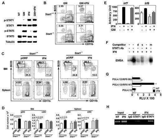 Figure 5. Role for STAT1 in IFN-α–mediated pDC development. (A) STAT activation and expression in IFN-α–, GM-CSF-, or IFN-α + GM-CSF-treated (30 minutes) DC progenitors (lin− Flt3+ cells), determined by immunoblotting, as indicated. (B) Proportion of pDCs (top left quadrant) and cDCs (bottom right quadrant) in total BM cultures from Stat1−/− or wild-type mice in GM-CSF or GM-CSF + IFN-α for 4 days. Results were gated on the CD11c+ population (not shown); B220 and CD11b analysis is shown. n = 5. (C-D) Proportion (C) and absolute numbers (D) of pDCs and cDCs in BM and spleen of Stat1−/− or wild-type mice treated by HGT, as indicated. Results were analyzed as indicated in panel B. n = 5. Error bars represent SEM. (E) Gene expression in D2SC/1 cells stimulated with GM-CSF, IFN-α, or both for 2 hours or left unstimulated, as indicated. Error bars represent SEM. (F) EMSAs with nuclear extracts from D2SC/1 cells stimulated with or without IFN-α for 30 minutes. Some samples contained STAT1 competitor antibody or competitor oligonucleotides, as indicated. d indicates Irf8 STAT site; m, mutated Irf8 STAT site; and s, STAT1-consensus oligonucleotide. (G) Luciferase assays in IFN-α–stimulated (IFN) or untreated (NT) D2SC/1 cells transfected with empty vector (pGL4.12) or an Irf8 reporter (pGL4.12/IRF8) with an intact (WT) or mutated (MU) STAT element, plus pMNC/mSTAT1, pMNC/mSTAT2, and phRL-TK plasmids. Error bars represent SEM. (H) ChIPs from D2SC/1 cells with or without IFN-α stimulation (1 hour) with STAT1 antibodies or IgG controls, as indicated. PCR reactions were performed with total cell lysates (input) or immunoprecipitated samples, as shown. (A-H) Results represent 3 independent experiments.
