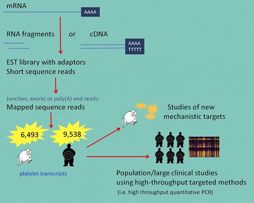 Using RNA-seq, long RNAs are converted into a library of cDNA fragments and sequences are obtained from each cDNA using high-throughput sequencing technology. The resulting sequence reads are aligned with the reference transcriptome. These data can be used to understand new mechanistic pathways in animal, cell culture, or in vitro experiments or applied to larger populations to answer clinically relevant and statistically meaningful questions about pathophysiologic states.