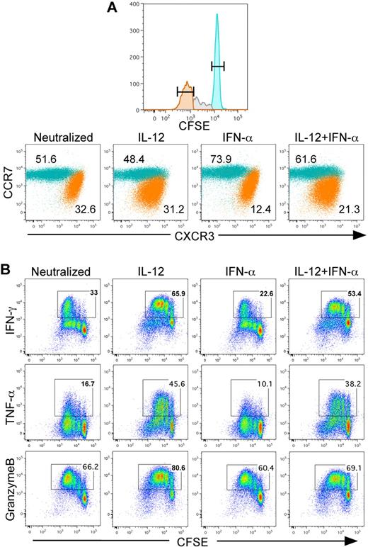 Figure 1. IL-12 programs CCR7loCXCR3hi effctor CD8+ T cells in vitro. (A) CD8+CD45RA+ T cells were labeled with CFSE and stimulated with plate-bound anti-CD3+anti-CD28 for 3 days in the presence of indicated cytokine conditions. On day 3, the cells were split 1:10 with 100 U/mL of rhIL-2. On day 4, cells were stained for CCR7 and CXCR3, and data are gated on the undivided CFSEhi (teal) and divided CFSElo (orange) populations. The percentage of each population is indicated within the dot plots. (B) Cytokine polarized CD8+ T cells (same as in panel A) were restimulated with 80 ng/mL of phorbol myristate acetate and 1μM of ionomycin in the presence of monensin for 4 hours. Cells were then fixed and stained for intracellular IFN-γ, TNF-α, and granzyme B.