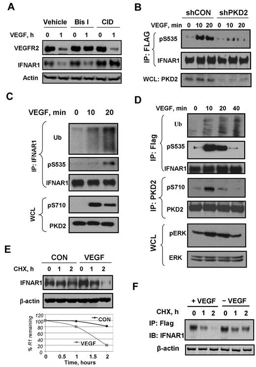 Figure 1. VEGF promotes phosphorylation, ubiquitination, and degradation of IFNAR1. (A) Immunoblot analyses of VEGFR2, IFNAR1, and β-actin in HUVECs pretreated with inhibitors against PKD (CID755673, 100 μM) or PKC (Bis-I, 2 μM) for 2 hours and then treated with VEGF (100 ng/mL) for 1 hour. (B) Immunoblot analysis of phosphorylation and levels of FLAG-tagged IFNAR1 stably expressed in STAT1-deficient U3A cells that received indicated shRNA and were treated with VEGF as indicated. (C) Immunoblot analysis of ubiquitination, phosphorylation, and the levels of endogenous IFNAR1 immunopurified from HUVECs treated with VEGF as indicated. Phosphorylation and levels of PKD2 in whole cell lysates (WCL) were also analyzed. (D) Immunoblot analysis of ubiquitination, phosphorylation, and levels of Flag-IFNAR1 stably expressed in U3A cells treated with VEGF (100 ng/mL) as indicated. Phosphorylation and levels of PKD and Erk in WCL were also analyzed. (E) Cychoheximide (CHX) chase analysis of turnover of endogenous IFNAR1 in HUVECs untreated or treated with VEGF. Equal loading was verified by analysis of β-actin in these samples. The graph depicts percentage of remaining IFNAR1 at the indicated time points. (F) Degradation of Flag-IFNAR1 in U3A cells treated with VEGF (100 ng/mL) and CHX (20 μg/mL) as indicated.