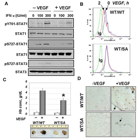 Figure 2. VEGF attenuates IFN-α signaling and requires IFNAR1 degradation for efficient angiogenesis. (A) Immunoblot analysis of levels and phosphorylation of STAT1 (Tyr701 and Ser727) and STAT3 (Ser727) in HUVECs left untreated or treated with VEGF (100 ng/mL for 2 hours) before treatment with the indicated dose of IFN-α (for 15 minutes). (B) Cell surface levels of IFNAR1 in untreated (blue line) or murine VEGF-treated (red line) CD31-positive bone marrow cells from indicated mice. Green line indicates control Ig. (C) In vivo angiogenesis assay in mice of indicated genotype was carried out as outlined in “Methods.” Pictures of retrieved plugs and a graph that depicts measurement of hemoglobin (mean ± SEM). *P < .01 between genotypes for VEGF-induced values. (D) Immunohistochemical analysis of Matrigel plugs retrieved from mice of indicated genotype (untreated or treated with VEGF) was carried out using anti-CD31 antibody and H&E staining. Images were taken using an Olympus BX600 microscope (40×) and a SPOT FIEX camera.
