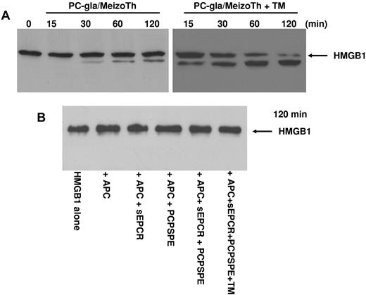 Figure 8. Analysis of the proteolytic activity of PC-gla/MeizoTh and APC toward HMGB1. (A) The time course of cleavage of HMGB1 by PC-gla/MeizoTh (2nM) was monitored at 37°C in the absence and presence of TM by SDS-PAGE (10% under reducing conditions) followed by immunoblotting as described in “Methods.” (B) The same as panel A except that APC (100nM) was used to monitor the cleavage of HMGB1 for 120 minutes in the absence and presence of soluble EPCR (sEPCR; 120nM); PCPSPE (25μM); sEPCR + PCPSPE; or sEPCR + PCPSPE + recombinant TM (120nM).