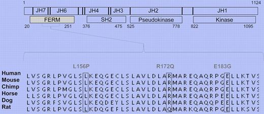 JAK3 FERM domain gain-of-function mutations in ATLL. Schematic presentation of JAK3 structure. Identified mutations occur in highly conserved residues.
