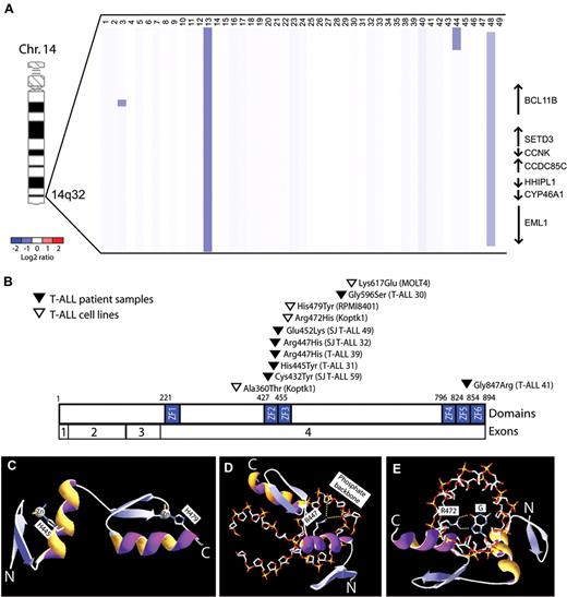 Figure 1. BCL11B inactivation in human T-ALL. (A) Array CGH was performed on genomic DNA from diagnostic lymphoblast specimens collected from 47 children with T-ALL. The CGH data are shown as a dChip plot of segmented log2 copy number ratios. Heterozygous deletions involving BCL11B were identified in 6% (n = 3 of 47) primary T-ALL specimens. (B) Sequencing of BCL11B coding sequence was performed in 43 of these cases together with an additional cohort of 70 T-ALL specimens, revealing heterozygous missense BCL11B mutations in 7 primary patient samples, as well as in 19% (n = 3 of 16) of T-ALL cell lines. Taken together, we thus identified monoallelic BCL11B lesions in 9% (n = 10 of 117) of primary T-ALL patient samples. Mutations are shown based on the full-length CCDS9950.1 BCL11B isoform. (C-E) Homology structural modeling of canonical DNA binding by the BCL11B ZF2-ZF3 zinc fingers was performed based on the high-resolution crystal structure of Zif268 in complex with DNA oligonucleotide.20 (C) His445 and His479 are required for coordination of the structural zinc ions of the ZF2 and ZF3 domains, respectively, and their mutations to Tyr are predicted to unfold of the BCL11B zinc fingers. (D-E) Arg447 and Arg472 form salt bridge and hydrogen bonds with the phosphate backbone and nucleotide bases of DNA, respectively, and their mutations to His are predicted to disrupt DNA binding. Yellow dotted lines depict salt bridge and hydrogen bonds.