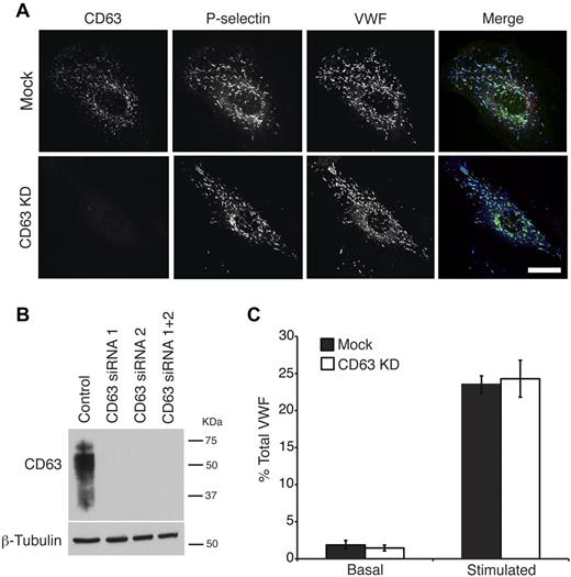 Figure 1. Loss of CD63 does not affect WPB formation, exocytosis or maturation. HUVECs were treated for 2 rounds with 2 different siRNA oligonucleotides, individually or pooled, directed against CD63 or a control oligonucleotide. (A) Representative maximum intensity projection confocal images of immunofluorescence staining of CD63 and VWF and P-selectin in control and CD63 pooled siRNA treated cells showing depletion of CD63. Merged panel shows CD63 in red, VWF in blue, and P-selectin in green. Cell morphology, WPB formation, and P-selectin recruitment to WPBs remain unaffected by transfection of siRNA. Scale bars represent 25 μm. (B) Western blot analysis of cell lysates for control and 2 separate or pooled CD63 targeted siRNA treated cells showing down-regulation of CD63 using mouse–anti-CD63, with β-tubulin as a loading control. (C) Representative secretion assay data for mock-transfected and CD63 depleted cells, where cells were incubated with serum free release media (basal) or release media containing PMA (100 ng/mL; stimulated) for 45 minutes. Results represent percent total VWF secreted in basal and stimulated conditions. Data are shown as mean ± SEM (n = 3).