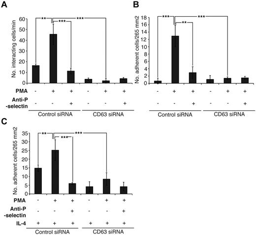 Figure 2. Loss of CD63 results in a failure of P-selectin dependent rolling and adhesion of THP-1 cells on HUVECs. HUVECs were treated with 2 rounds of 2 different siRNA oligonucleotides directed against CD63 or control siRNA. HUVECs treated with IL-4 or culture media alone were transferred to μ-slides 24 hours before flow experiment. Slides were placed under flow at 0.7 dyne/cm2, and incubated with sheep polyclonal anti-human P-selectin (25 ug/mL) or media alone followed by perfusion for 5 minutes to ensure the monolayer was intact. HUVECs were treated with PMA (100 ng/mL) or perfusion media alone for 5 minutes under flow. THP-1 cells (106/mL) were then added to the perfusion media with or without PMA and antibody and allowed to flow across the monolayer for 5 minutes. The entire movie was recorded for each condition. (A) Quantification of THP-1 adhesive interactions on HUVECs showing a significant loss of interactions in CD63 depleted cells. (B) Quantification of THP-1 firm adhesion to HUVEC monolayers. The number of THP-1 cells firmly adhered to the monolayer after the 5 minutes of perfusion was recorded for at least 5 fields of view for each condition. (C) Quantification of THP-1 firm adhesion to HUVEC monolayers treated with IL-4. ***P < .001, **P < .01 by 2-way ANOVA comparing between PMA stimulated control-siRNA treated cells and CD63 siRNA-treated cells and 1-way ANOVA comparing between control-siRNA groups with Bonferroni posttests (n = 3). Error bars represent SE of the mean.