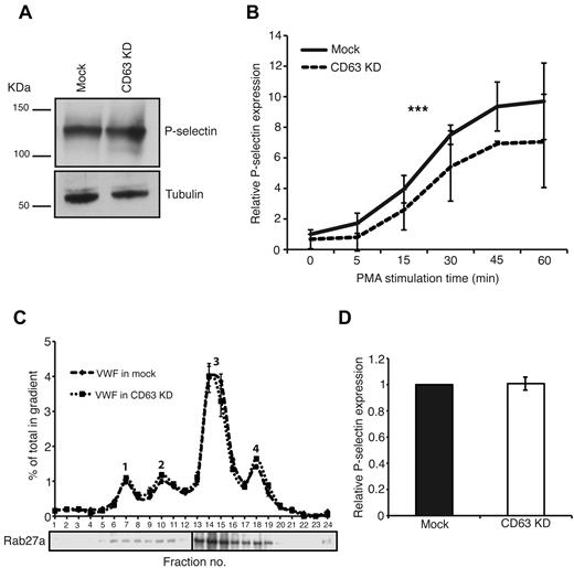 Figure 7. P-Selectin cell surface delivery and expression levels in CD63-depleted HUVECs. Western blot analysis of whole cell lysates for mock transfected and CD63 depleted cells. Blots were probed with sheep polyclonal anti–human P-selectin and mouse anti–β-tubulin as a loading control. The blot is one representative result from 3 independent experiments. (B) Biotinylation assay to determine surface levels of P-selectin in mock transfected and CD63 depleted cells. IL-4 treated mock-transfected or CD63 siRNA transfected HUVECs were PMA-stimulated for 0-60 minutes followed by incubation with noncell permeable biotin on ice for 30 minutes to label surface proteins. Cells were subsequently lysed and biotinylated proteins pulled down using Neutravidin agarose beads. Protein was eluted by boiling with sample buffer and P-selectin levels analyzed by SDS-PAGE followed by immuno-blotting for P-selectin using sheep polyclonal anti–human P-selectin. Quantification by densitometry analysis (ImageJ) of the immuno-blots are shown. Relative band intensity is shown, normalized to P-selectin surface expression in nonstimulated mock HUVECs. ***P < .001 by 2-way ANOVA. Data are shown as mean ± SD (n = 3-10 for each time point). (C) Sub-cellular fractionation of HUVECs treated with control or CD63-targeted siRNA was performed using a sucrose step-gradient for 2 independent experiments. The graph shows the percentage total VWF across the gradient for both conditions. The major peaks referred to in the text are labeled 1-4. In addition, the Western blot shows the distribution of overexpressed Rab27a-GFP, a marker for WPB. (D) Western blotting of the WPB peak fractions for mock-transfected and CD63 siRNA treated cells was performed to analyze levels of P-selectin. Densitometric analysis of the immuno-blots was carried out to quantify protein expression levels, normalizing to VWF expression. The graph shows the change in P-selectin expression in CD63 depleted cells compared with mock treated, which are set at 1. Two separate biologic repeats were performed for each condition.
