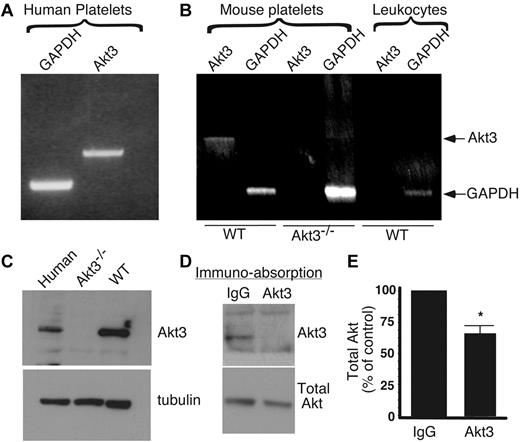 Figure 1. Expression of Akt3 in platelets. (A) Human platelet RNA was isolated from washed platelets (3 × 108). RT-PCR was performed with primers specific for Akt3 or a housekeeping gene, GAPDH. (B) Mouse platelet RNA was isolated from 3 × 108 platelets of wild-type or Akt3−/− platelets and RT-PCR was performed similarly. Leukocyte contamination of platelet preparation was 4 × 104/mL as determined using Hemavet blood cell analyzer. RNA was isolated from 4 × 104/mL of WT mouse leukocytes and was also analyzed by RT-PCR using Akt3 specific primers under the same conditions as for platelet preparations to verify that the Akt3 fragment was not from leukocyte contamination. (C) Washed human platelets, wild-type and Akt3−/− mouse platelets were solubilized and immunoblotted with a rabbit antibody specifically recognizing Akt3, and α-tubulin is used as loading control. (D) Washed human platelets were solubilized, and immunoabsorbed with anti-Akt3 to remove Akt3 from lysates or with control rabbit IgG, and then immunoblotted with anti-Akt3 or an antibody recognizing all Akt isoforms (Total Akt). (E) Experiments in panel D were scanned and quantified using NIH Image J for uncalibrated optical density (mean ± SE, 4 experiments). The difference in percent of total Akt between IgG and Akt3 immunoabsorbed lysates is significant (P < .0125), as determined using paired t test.