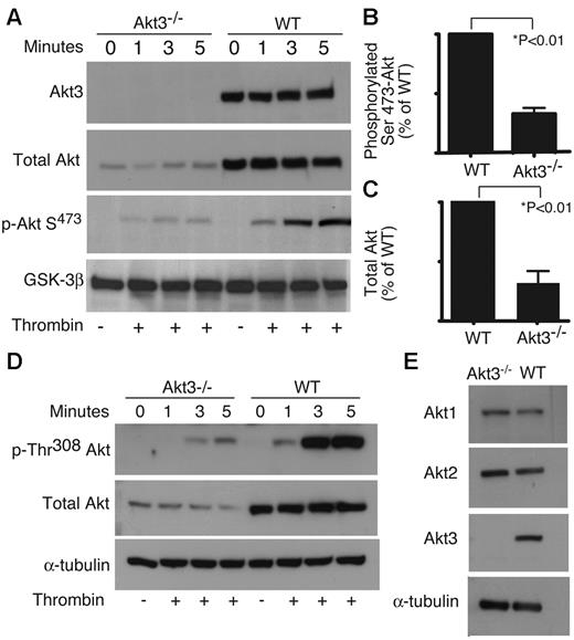 Figure 2. Total and phosphorylated Akt in WT and Akt3−/− platelets. (A,D) Washed Akt3−/− and WT mouse platelets were stimulated with thrombin (0.018 U/mL) for 1, 3, and 5 minutes, solubilized, and immunoblotted with antibodies directed against: (A) Akt3, total Akt (Akt1, Akt2, and Akt3), phosphorylated Ser473 of Akt, and GSK-3β (loading control), and (D) phosphorylated Thr308 of Akt, total Akt and α-tubulin (loading control). (B,C) Western blot results from each of 3 experiments as shown in panel A were scanned and quantitated using NIH ImageJ for uncalibrated optical density. The relative quantity of total Akt (B) and phosphorylated Ser473 of Akt (C) in wild-type and Akt3−/− platelets are shown (mean ± SE). (E) Washed Akt3−/− and WT mouse platelets were solubilized and immunoblotted with antibodies directed against Akt1, Akt2, and Akt3 and α-tubulin (loading control).