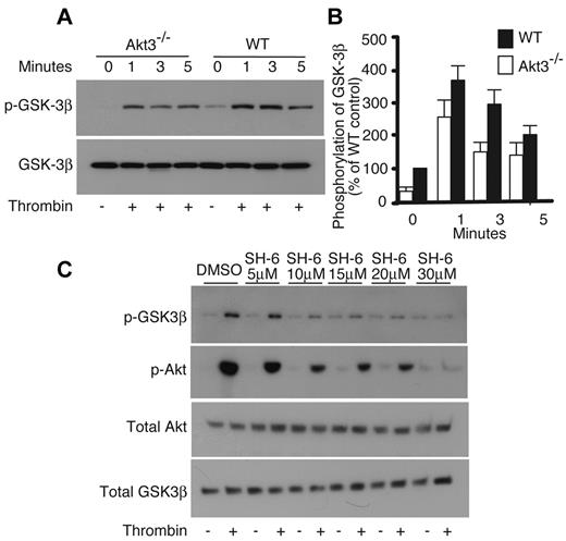 Figure 5. Phosphorylation of GSK-3β. (A) Washed Akt3−/− and WT mouse platelets were stimulated with thrombin (0.018 U/mL) for 1, 3, and 5 minutes, solubilized, and immunoblotted with antibodies against phosphorylated Ser9 of GSK-3β, and total GSK-3β (loading control). (B) Western blot results from each of 3 experiments as shown in panel A were scanned and quantified using NIH Image J for uncalibrated optical density. The relative quantity of phospho-GSK-3β in thrombin stimulated Akt3−/− versus that of wild-type mouse platelets is expressed as the percentage of wild-type (mean ± SE, 5 experiments). The difference in GSK-3β phosphorylation at resting, 1 minute, 3 minutes, and 5 minutes time points are significant between WT and Akt3−/− (P < .05), as determined using Student t test. (C) Washed WT mouse platelets were preincubated for 2 minutes with increasing doses of SH-6 or vehicle control DMSO and stimulated with thrombin (0.018 U/mL) for 3 minutes, solubilized, and immunoblotted with antibodies against phospho-Ser9 of GSK-3β, phospho-Ser473 of Akt, total Akt, and total GSK-3β (loading control).