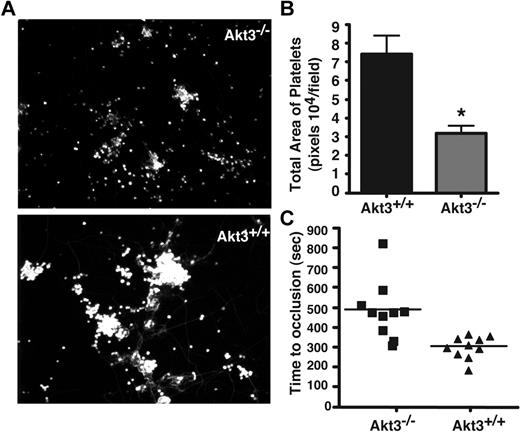 Figure 7. Akt3 knockout delays formation of stable thrombi. (A) Washed mouse platelets (200 μL, 3 × 108/mL) were loaded onto slides coated with 50 μg/mL collagen and a cone and plate rheometer was used to introduce shear stress (800 seconds−1) to the platelets. Mepacrine, a fluourescent dye was added to the platelets before applying shear stress for 5 minutes. Slides were rinsed in a container with PBS to wash out nonstably adherent platelets. Slides were viewed with a Leica DMI RB fluorescence microscope (Leica Microsystems). (B) Quantitation of panel A using t test (P < .001). (C) FeCl3-induced carotid artery injury was performed, and time to occlusive thrombosis was recorded as described under “In vivo thrombosis.” The occlusion time of each mouse is shown as squares (Akt3−/−, n = 10) and triangles (Akt3+/+, n = 10). The bars represent the median occlusion time. Statistical analysis was performed using the Mann-Whitney test to evaluate the differences in median occlusion time (P = .0007).