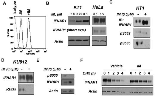 Figure 2. Inhibition of Bcr-abl activity in CML cells stabilizes and up-regulates IFNAR1. (A) Cell surface levels of IFNAR1 in KT1 cells treated as indicated were analyzed by flow cytometry using anti-IFNAR1 AA3 antibody or isotype control antibody. (B) Total levels of IFNAR1 and β-actin in KT1 or HeLa cells treated with indicated doses of IM for 8 hours were analyzed by immunoblotting. Short exposure for IFNAR1 blot in HeLa cells also is provided. (C-D) KT1 or KU812 CML cells were incubated with IM (0.5μM) for 8 hours and harvested. Phosphorylation and total levels of IFNAR1 were analyzed by IFNAR1 immunoprecipitation (using anti-IFNAR1 EA12 antibody) followed by immunoblotting using anti–phospho-S535 antibody or anti-IFNAR1 GB8 antibody (as indicated). (E) Primary CML cells from a patient sample (623) were incubated with IM (0.5μM) for 8 hours and harvested. Phosphorylation and total levels of IFNAR1 were analyzed by IFNAR1 immunoprecipitation (using anti-IFNAR1 EA12 antibody) followed by immunoblotting using anti–phospho-S535 antibody or anti-IFNAR1 GB8 antibody (as indicated). Supernatants of the immunoprecipitation reactions were immunoblotted for β-actin to determine loading. (F) KT1 cells pretreated with IM (0.5μM) or vehicle for 8 hours were subjected to treatment with CHX (10μg/mL) for the indicated time points. Endogenous IFNAR1 was immunoprecipitated and levels of IFNAR1 were determined by immunoblotting. Amount of lysates was normalized to achieve comparable levels of IFNAR1 at time point 0. Levels of β-actin in reaction supernatants also were analyzed.