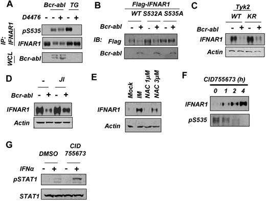 Figure 4. Down-regulation of IFNAR1 in cells that express Bcr-abl does not require CK1 or priming phosphorylation of IFNAR1. (A) HeLa cells transfected with Bcr-abl or treated with TG (1μM for 30 minutes) also were treated with CK1 inhibitor D4476 (400nM) and harvested. Phosphorylation and levels of endogenous IFNAR1 and expression of Bcr-abl was analyzed as described in Figure 3. (B) HeLa cells expressing FLAG-tagged IFNAR1 (wild type or IFNAR1S532A or IFNAR1S535A mutants) were cotransfected with either empty vector or vector expressing Bcr-abl. Total levels of FLAG-IFNAR1 and Bcr-abl were assessed by immunoblotting using the indicated antibodies. (C) Human fibrosarcoma 11.1-derivative cells expressing either wild-type TYK2 (WT) or kinase dead TYK2 (KR) were transfected with empty vector or vector expressing Bcr-abl. IFNAR1 was immunoprecipitated, and total IFNAR1 was assessed by immunoblotting. Supernatants of the immunoprecipitation reactions were immunoblotted for β-actin to determine loading. (D) HeLa cells transfected with Bcr-abl as indicated were treated with JAK inhibitor 1 (0.5μM for 24 hours). Levels of IFNAR1 after treatment was determined by immunoprecipitation and immunoblotting. Loading of the immunoprecipitation mixture was determined by immunoblotting the supernatants for β-actin. (E) KT1 cells were treated with IM (0.5μM) or N-acetyl cysteine (NAC; 1 or 3 μg/mL). Levels of IFNAR1 after treatment was determined by immunoprecipitation and immunoblotting. Loading of the immunoprecipitation mixture was determined by immunoblotting the supernatants for β-actin. (F) KT1 cells were treated with CID755673 (20μM) for the indicated time points. IFNAR1 was immunoprecipitated, and phosphorylated Ser535 (pS535) and total IFNAR1 was assessed by Western blotting. (G) KT1 cells were treated with CID755673 (20μM) for 6 hours and then treated with IFNα (250 IU/mL for 30 minutes). Levels of p-STAT1 and total STAT1 in whole cell lysates (WCL) were determined by immunoblotting using the indicated antibodies.