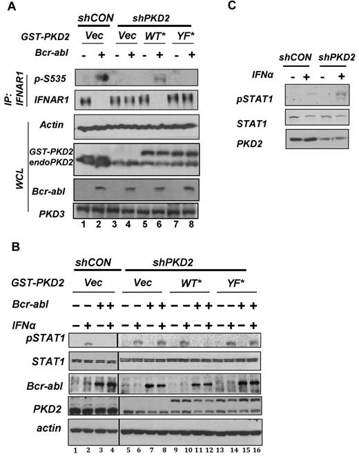 Figure 5. Role of PKD2 in Bcr-abl–induced IFNAR1 down-regulation and inhibition of IFNα signaling. (A) HeLa cells stably transduced with control shRNA or shPKD2 were transfected with either Bcr-abl or empty vector with or without cotransfection of shRNA-insensitive GST-PKD2 or GST-PKD2Y438F. Endogenous IFNAR1 was purified by immunoprecipitation and analyzed by immunoblotting using the indicated antibodies. Whole cell lysates (WCL) from these cells also were analyzed by immunoblotting for levels of PKD2, Bcr-abl, and β-actin. (B) HeLa cells stably transduced with control shRNA or shPKD2 and transfected with Bcr-abl/empty vector with or without shRNA-insensitive GST-PKD2 or GST-PKD2Y438F (as described in panel A) were treated with IFNα (250 IU/mL for 30 minutes). Activation and levels of STAT1 as well the levels of Bcr-abl, PKD2, and β-actin were analyzed by immunoblotting. (C) KT1 cells were transfected with control shRNA (shCON) or shRNA against PKD2 (shPKD2) and cotransfected with plasmid encoding hygromycin resistance. After 48 hours of selection in hygromycin, interferon signaling was investigated by immunoblotting the WCL for p-STAT1 and STAT1 after treatment with IFNα (250 IU/mL for 30 minutes).
