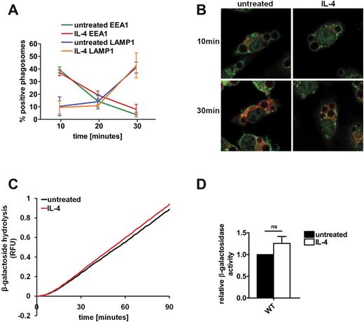 Figure 2. IL-4 activation does not modify rate or extent of lysosomal contribution to the phagosome. (A-B) Rates of modification of the phagosomal membrane by fusion with lysosomes were assessed by following loss of the early endosomal marker EEA1 and gain of the lysosomal marker LAMP1 on maturing phagosomes in untreated and IL-4–activated BMMØs. After the phagocytosis of IgG-coupled 3-μm experimental particles, BMMØs were fixed with formalin at the times indicated. Phagosomes were assessed for association with the maturation markers EEA1 and LAMP1 by Immunofluorescent microscopy in a blinded fashion. (A) Averaged percentage of phagosomes deemed positive for EEA1 and LAMP1 from 3 independent experiments. Error bars denote SEM. (B) Representative images of untreated and IL-4–activated BMMØs stained for EEA1 (green) and LAMP1 (red) at 10 and 30 minutes. (C) Real-time averaged traces of the phagosomal activity of the lysosomally derived β-galactosidase in untreated and IL-4–activated BMMØs. Phagosomal β-galactosidase activity was measured through the hydrolysis of the β-galactosidase substrate 5-dodecanoylaminofluorescein di-β-d-galactopyranoside conjugated to IgG-opsonized experimental particles relative to calibration fluorescence. RFU values are proportional to the degree of substrate hydrolysis. (D) Averaged phagosomal β-galactosidase activities relative to untreated controls from 4 independent experiments. Activities were determined by calculation of the slope of the linear portion of the real-time trace (as described by y = mx + c, where y = relative fluorescence, m = slope, and x = time) and expressed relative to untreated controls. Error bars denote SEM.