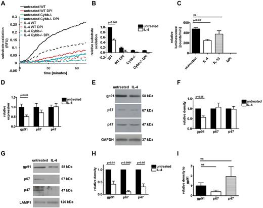 Figure 3. IL-4 decreases the NOX2-dependent phagosomal respiratory burst and the expression of the NOX2 subunit gp91phox. (A-B) After phagocytosis of experimental particles, the phagosomal respiratory burst was assessed by measurement of fluorescence liberated by oxidation of particle-associated H2HFF-OxyBURST substrate in WT and the NOX2-deficient Cybb−/− BMMØs. Inhibition of NOX2 was achieved with DPI (0.5μM) where indicated. (A) Real-time traces of phagosomal respiratory burst. RFU values are proportional to the degree of substrate oxidation. (B) Averaged rates of substrate oxidation from 4 independent experiments. Rates of oxidation were determined by calculation of the slope of the linear portion of the real-time trace (as described by y = mx + c, where y = relative fluorescence, m = slope, and x = time) and expressed relative to untreated WT controls. (C) Assessment of extracellular ROS released by BMMØs in response to PMA (1μM) was achieved by measurement of luminol-generated luminescence over 10 minutes and expressed as averaged counts per second from 4 independent experiments. Error bars denote SEM. P values were determined by 1-way ANOVA. (D) Total mRNA levels of major NOX2 subunits were determined by quantitative PCR. Averaged relative mRNA expression level from 5 independent QPCR experiments is shown. Relative expression was expressed as mRNA levels relative to 18S and presented relative to untreated BMMØs. Error bars denote SEM. P values were determined by 1-way ANOVA. (E-F) Total cellular abundance of major NOX2 subunits was determined by semiquantitative Western blotting of whole cell lysates. (E) Representative Western blot images. (F) Average of band relative density from 3 independent Western blot experiments. (G-H) Phagosomal recruitment of major NOX2 subunits was determined by semiquantitative Western blotting of phagosomes isolated 30 minutes after particle uptake. (G) Representative Western blot images. (H) Average of band relative density from 4 independent Western blot experiments. Relative density was determined by calculation of pixel volume for treated sample relative to untreated BMMØ sample by the use of Quantity One analysis software (Bio-Rad). Error bars denote SEM, P values were determined by paired t test. (I) Relative recruitment of p67phox and p47phox (from Figure 3H) normalized to the abundance of phagosomal gp91phox in IL-4–activated BMMØs.