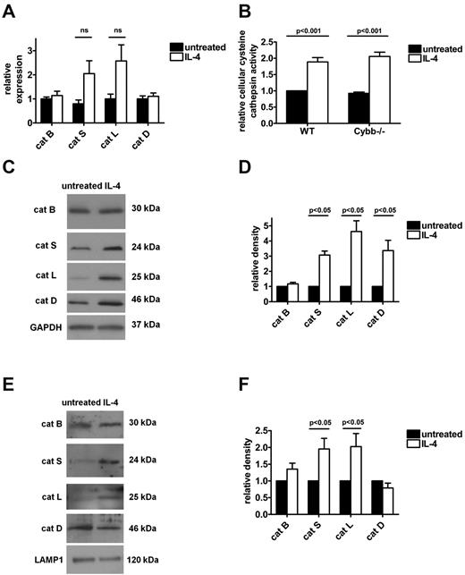 Figure 6. IL-4–activated BMMØs have increased phagosomal levels of mature cathepsin S and L. (A) Average mRNA expression level relative to controls from 5 independent QPCR experiments. Relative expression was expressed as mRNA levels normalized to 18S and presented relative to untreated BMMØs. Error bars denote SEM. P values were determined by 1-way ANOVA. (B) Cysteine cathepsin activity of whole-cell lysates from untreated and IL-4–activated WT and Cybb−/− BMMØs was measured in vitro by the use of a fluorogenic substrate of cathepsin B, S, and L. Graphs represent averaged rates relative to untreated WT sample from 4 independent experiments. Error bars represent SEM. P values were determined by 1-way ANOVA. Relative abundance of the aspartic cathepsin D and the cysteine cathepsins B, S, and L were determined in whole cell lysates of untreated and IL-4–activated WT BMMØs by standardized semiquantitative Western blotting. (C) Representative images of western blots. Mature forms of cathepsins B, S, and L and intermediate form of cathepsin D are shown. (D) Average of band relative density from 3 independent Western blot experiments. Relative abundance of the aspartic cathepsin D and the cysteine cathepsins B, S, and L were determined in phagosomes isolated 60 minutes after particle uptake by untreated and IL-4–activated WT BMMØs by standardized semiquantitative Western blotting. (E) Representative images of western blots. Mature forms of cathepsins B, S, and L and intermediate form of cathepsin D are shown. (F) Average of band relative density from 5 independent Western blot experiments. Relative density was determined by calculation of pixel volume for treated sample relative to untreated BMMØ sample using Quantity One analysis software (Bio-Rad). Error bars denote SEM, P values were determined by paired t test.