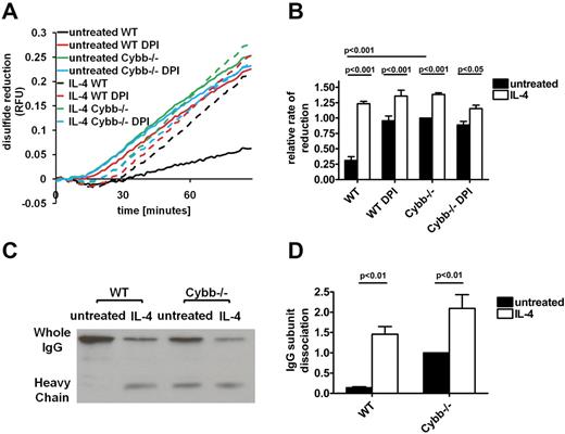 Figure 7. IL-4 activation enhances the reductive capacity of the phagosome in a NOX2-dependent fashion. The reductive capacity of the phagosome was assessed by measuring intraphagosomal rates of disulfide reduction in untreated and IL-4–activated, WT, and Cybb−/− BMMØs. (A-B) Measurement of fluorescence liberated through intraphagosomal reduction of a modified fluorogenic cystine-based reagent covalently bound to IgG-coupled experimental particles after phagocytosis, relative to calibration fluorescence. Inhibition of NOX2 was achieved with DPI (0.5μM) where indicated. (A) Real-time representative traces. RFU values are proportional to the degree of substrate reduction. (B) Averaged rates relative to DMSO-treated untreated WT samples from 4 independent experiments, error bars denote SEM, P values were determined by ANOVA. (C-D) Assessment of intraphagosomal efficiency to reduce inter-molecular disulfide bonds of particle-restricted IgG. Biotinylated anti-BSA IgG was used to opsonize BSA-coupled experimental particles and given to BMMØs in the presence of protease inhibitors. After 1 hour at 37°C, cells were lysed in nonreducing sample buffer and protein separated by SDS-PAGE. Biotinylated whole and heavy-chain IgG were identified by Western blot with the use of streptavidin-HRP and standard chemiluminescent detection. Despite the presence of protease inhibitors, increased loss of IgG in both whole and heavy chain forms was noted in IL-4–treated Cybb−/− BMMØs. Hence, the efficiency of IgG dissociation was assessed with the use of heavy chain density normalized to whole IgG band density. (C) Representative Western blot of reduction of whole IgG molecule in untreated and IL-4–activated BMMØs derived from WT and Cybb−/− mice. (D) Efficiency of reduction of IgG as expressed by ratio of heavy chain band density to whole IgG molecule band density. Band density was determined by calculation of pixel volume by the use of Quantity One analysis software (Bio-Rad). Graphs represent averaged data from 6 independent experiments. Error bars represent SEM. P values were determined by paired t test.