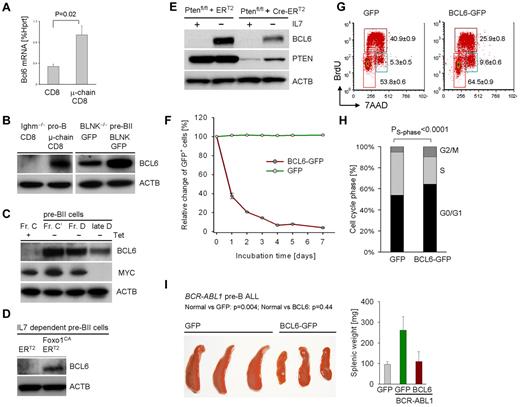 Figure 1. Pre-BCR signaling and Ikaros up-regulate BCL6 in normal and leukemic pre-B cells. Ighm−/− pro-B cells and Blnk−/− pre-BII cells were transformed with BCR-ABL1 and pre-BCR signaling was reconstituted by retroviral expression of BLNK-GFP, CD8/μ-chain or GFP and CD8 empty vectors. BCL6 mRNA levels were measured by quantitative RT-PCR in (A; n = 2) and protein levels were determined by Western blot in (B; n = 2) using β-actin as loading control. IL-7–dependent pre-B cells from Rag2−/− tTA/μ-chain-transgenic mice2 were cultured in the presence of tetracycline, removal of which induced activation of transgenic μ-chain expression under endogenous transcriptional control elements. Inducible differentiation was verified by flow cytometry (supplemental Figure 2) and BCL6 and MYC protein levels were measured by Western blot (C; n = 2). Normal IL-7–dependent pre-B cells were transduced with a constitutively active (CA) mutant of FoxO1 or an empty vector (transduction efficiency shown in supplemental Figure 1). After inducible activation with 4-hydroxy-tamoxifen (4-OHT), cells were subjected to Western blot analysis for BCL6 and β-actin as loading control (D; n = 2). Likewise, normal IL-7–dependent pre-B cells from Ptenfl/fl mice (supplemental Table 4) were transduced with 4-OHT–inducible Cre-ERT2 or an ERT2 empty vector control and subjected to antibiotic selection. Cre-mediated deletion of Pten and BCL6-up-regulation on IL-7 withdrawal was studied by Western blot using β-actin as loading control (E; n = 2). Pre-B ALL cells from Bcl6+/+ bone marrow were transduced with retroviral expression vectors for BCL6-GFP or a GFP empty vector control. The relative change of the percentage of GFP+ cells over time was measured by flow cytometry (F; n = 2). The cell-cycle profile of transduced cells was measured by BrdU incorporation and flow cytometry (G; n = 2) with statistical analysis (H). Pre-B ALL cells transduced with BCL6-GFP or GFP alone were sorted for GFP and transplanted into sublethally irradiated NOD/SCID mice via tail vein injection (3 mice per group). Spleens of recipient mice and their weight (right) are shown (I).
