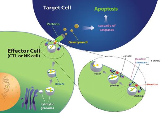 Figure 1. Mechanics of cytotoxic function revealed by HLH-associated gene mutations. HLH-associated genetic abnormalities (in the indicated genes) may affect granule-dependent lymphocyte cytotoxicity by impairing trafficking, docking, priming for exocytosis, or membrane fusion of cytolytic granules. The function of this pathway may also be severely impaired by loss of functional perforin, the key delivery molecule for proapoptotic granzymes. Diverse mutations in this pathway all give rise to similar clinical phenotypes (albeit of variable severity). Lyst (the gene affected in Chediak-Higashi syndrome) is not portrayed because its function is not entirely clear, although it appears to play an important role in the maintenance of normally sized (and functional) cytolytic granules.