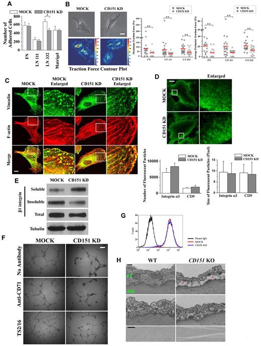 Figure 2. CD151 up-regulates endothelial cell-matrix adhesiveness. (A) Cell-matrix adhesion assay. HMEC transductants were seeded on ECM substrate-coated wells in triplicates and allowed to settle at 37°C for 35 minutes. Nonadherent cells were then removed by gentle washing. The adhered cells were counted. *P < .01. (B) Traction force microscopy. Cells were plated on FN-, LN 111-, or LN 332-conjugated fluorescent bead-embedded polyacrylamide gels. Traction forces exerted by the cells were measured as described in “Traction force microscopy.” Left: Phase-contrast images and traction field of cells on FN-conjugated polyarylamide gels. Bar represents 10 μm. Right: Maximum and average perimeter traction forces of the HMEC transductants on FN, LN 111, or LN 332. The magnitudes of maximum and average perimeter traction forces were compared with a nonparametric Mann-Whitney test. **P < .05. (C) CD151 silencing attenuates the formation and maturation of focal adhesions. HMEC transductants, after 2-day culture, were fixed, permeabilized, and incubated with vinculin mAb, followed by AlexaFluor-488–conjugated secondary Ab and phalloidin–AlexaFluor-594 staining. Staining was imaged with a Zeiss LSM510 confocal fluorescence microscope under a 100×/1.4 NA oil objective. Bar represents 10 μm. (D) TIRF microscopy. HMEC transductants were fixed without permeabilization, probed with α3 integrin mAb and AlexaFluro-488–conjugated secondary Ab, and visualized by TIRF microscopy. Bar represents 15 μm. The size and numbers of fluorescent particles of α3 integrin and CD9 from the individual transductants (n = 20) were analyzed and compared. (E) Silencing of CD151 expression elevates detergent solubility of β1 integrin. HMEC transductants were lysed with 0.05% Triton X-100 in HEPES buffer. After ultracentrifugation, supernatants were used as soluble fractions. Pellets were solubilized in 1× Laemmli sample buffer and used as the insoluble fractions. Integrin β1 in both fractions as well as whole cell lysates were subjected to SDS-PAGE and then detected by immunoblotting using TS2/16 mAb. Tubulin from whole cell lysates was used as loading control. (F) TS2/16 partially rescues the defects in maintenance of capillary structures in CD151-silenced ECs. HMEC transductants were incubated with 1 μg/mL β1 integrin-activating mAb TS2/16 on ice for 1 hour and were plated on Matrigel in the presence of TS2/16. The capillary-like structures were imaged and quantified. An isotype-matched antihuman CD71 mAb served as the negative control. Bar represents 250 μm. (G) Active β1 integrins were unaltered on CD151 silencing. The levels of activated β1 integrins on HMECs were measured by flow cytometry using mAb AG89.30 (H) The dissociation of ECs from the basement membrane (BM) and splitting of BM in the absence of CD151. Twelve-week-old male CD151 KO (n = 4) and littermate WT (n = 4) mice were perfused and fixed with 2.5% glutaraldehyde. The aortas were isolated, sectioned transversely, and processed for transmission electron microscopy. The red asterisks indicate the space where ECs were detached from BM. Bar represents 250 nm.