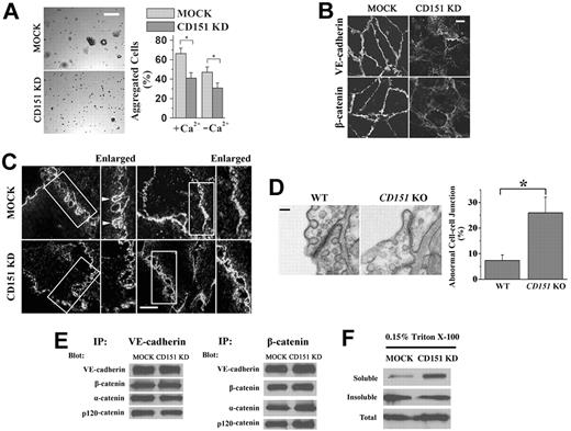 Figure 3. CD151 is needed for proper endothelial cell-cell adhesion. (A) Cell aggregation assay. A total of 2 × 104 cells were seeded into 30-μL hanging drop cultures in either complete or Ca2+-depleted media and allowed to aggregate at 37°C overnight. After passing the cell cluster 10 times through a 200-μL pipette tip, cell clusters were imaged, and the degree of dissociation of the aggregates was quantified using ImageJ 1.42q (published by Wayne Rasband, National Institutes of Health) software analysis. Representative images of aggregation in untreated cells (left panel) and the quantitative results (right panel). Bar represents 100 μm. *P < .01. (B) AJ complexes are mislocalized in CD151-silenced ECs. HUVEC transductants were cultured for 4 days to confluence. After 6-hour starvation, HUVEC monolayers were fixed, permeabilized, and stained with specific Abs. The distributions of VE-cadherin and β-catenin were visualized using a Zeiss LSM510 confocal fluorescence microscope under a 100×/1.4 NA oil objective. Bar represents 10 μm. (C) Deficient formation and maturation of adhesion zipper on CD151 silencing. HMEC transductants were fixed without permeabilization, probed with CD9 mAb and AlexaFluro-488–conjugated secondary Ab, and visualized by TIRF microscopy. Bar represents 15 μm. (D) Abnormal endothelial cell-cell adhesion in lung vessels of CD151 KO mice. Twelve-week-old male CD151 KO (n = 4) and littermate WT (n = 4) mice were perfused and fixed with 2.5% glutaraldehyde. Mouse lung tissue was excised and processed for transmission electron microscopy. Bar represents 100 nm. Right panel: Abnormal EC junctions were counted visually. *P < .01. (E) The protein association in AJ complexes is not affected by the loss of CD151. HMEC-MOCK or HMEC-CD151 cells were lysed in coimmunoprecipitated buffer. The indicated proteins were immunoprecipitated, followed by immunoblotting with specific antibodies. (F) Detergent solubility assay of VE-cadherin. HMEC-MOCK or HMEC-CD151 KD cells were solubilized with 0.15% Triton X-100. Soluble and insoluble fractions were obtained after ultracentrifugation, subjected to SDS-PAGE, followed by immunoblotting with anti–VE-cadherin mAb.