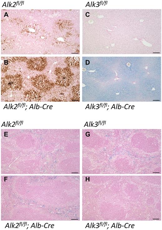 Figure 2. Iron deposition in liver and spleen in Alk2fl/fl, Alk2fl/fl; Alb-Cre, Alk3fl/fl and Alk3fl/fl; Alb-Cre mice. Formalin-fixed, paraffin-embedded liver (A-D) and spleen (E-H) sections prepared from Alk2fl/fl, Alk2fl/fl; Alb-Cre, Alk3fl/fl, and Alk3fl/fl; Alb-Cre mice were stained with Prussian blue and diaminobenzidine (A-B) or Prussian blue alone (C-H). Sections were prepared from at least 4 animals in each group; representative photomicrographs are shown. Scale bars represent 100 μm.