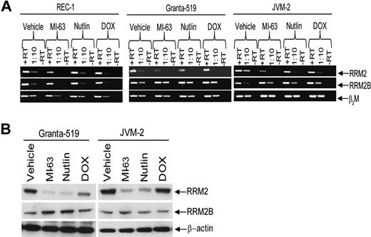 Figure 1. HDM-2 inhibitors decrease RRM2 polypeptide expression. (A) REC-1, Granta-519, and JVM-2 wtp53 MCL cell lines were treated for 24 hours with either vehicle, 5μM MI-63, 5μM Nutlin, or 0.5μM doxorubicin (DOX) as a positive control for 24 hours. Qualitative PCR was performed to detect RRM2 and RRM2B mRNA levels, as well as β2M as a loading control, and transcripts were visualized by native gel electrophoresis. Lanes marked +RT received 1 μL of cDNA stock solution, whereas those labeled with 1:10 received 1 μL of 1:10 dilution of +RT. Representative images are shown in both panels of 1 of 3 independent experiments. (B) Protein levels of RRM2 and RRM2B, as well as β-actin as a loading control, were determined in lysates from MCL cells treated as described in panel A.